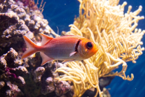 Red Bigeye Fish: 3 Families of Amazing Fish with Big Eyes