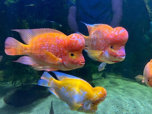 Big tropical outlet fish