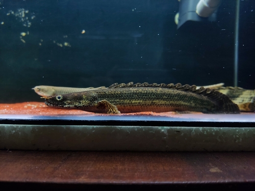 Reptiles that can live with sale fish