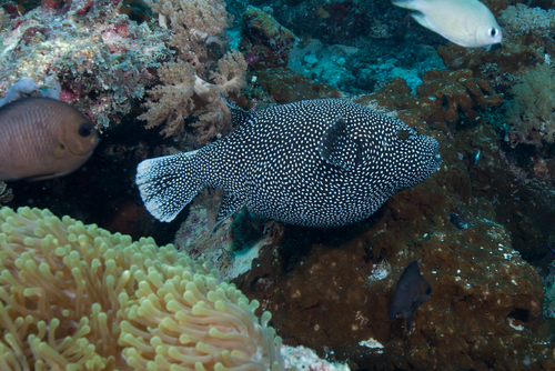 Popular Black Fish With White Spots