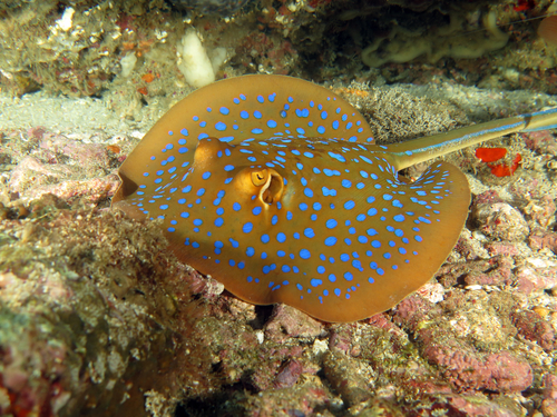 saltwater aquarium stingray