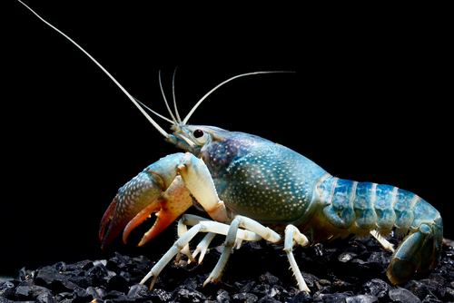 Crayfish Tank Mates