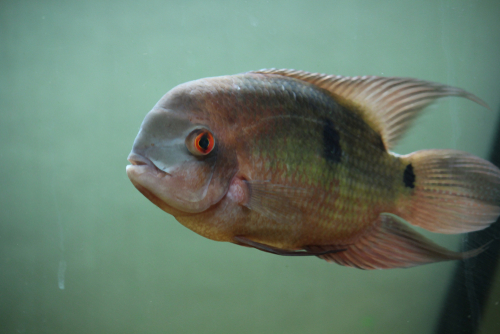 green terror fish tank mates