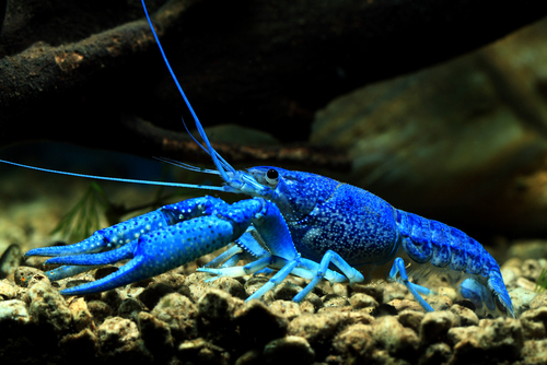 Blue Crayfish Tank Mates