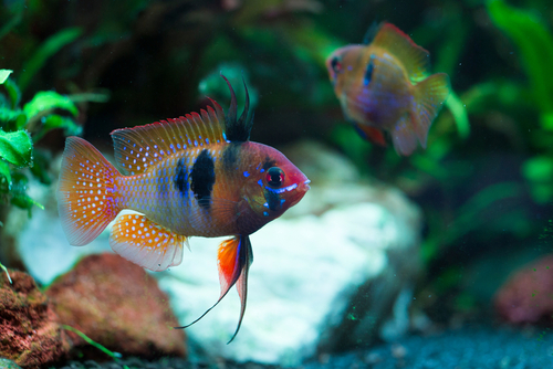 Stillness: Golden Wonder Killifish Tank Mates🌟🐠 | Fish Lab