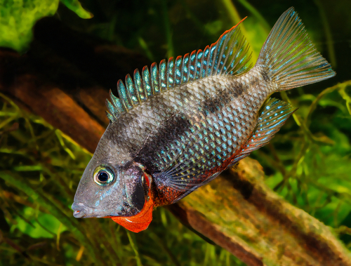 green terror fish tank mates