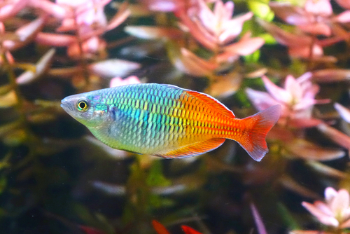 Rainbow Fish Tank Mates