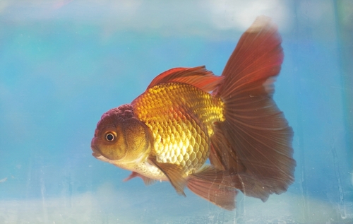 Oranda Goldfish Tank Mates