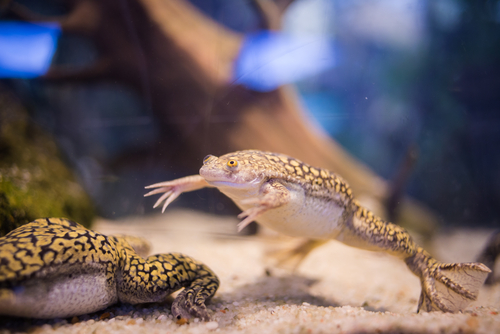 African Clawed Frog Tank Mates