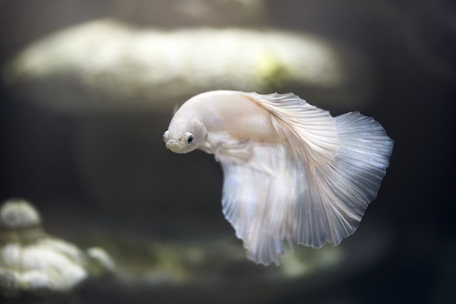 🐟Why Is My Betta Fish Turning White? Common Causes