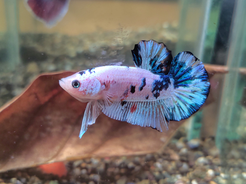 🐟Why Is My Betta Fish Turning White? Common Causes