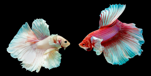 🐟Why Is My Betta Fish Turning White? Common Causes | Fish Lab