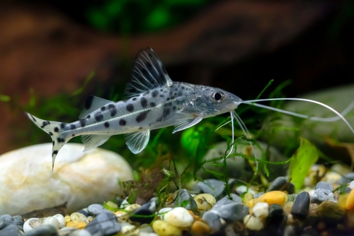 Pictus Catfish Tank Mates