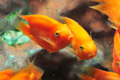 Blood parrot cichlid discount care