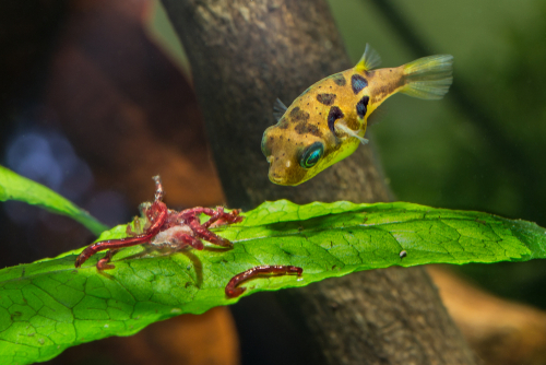 Live bloodworms for outlet fish