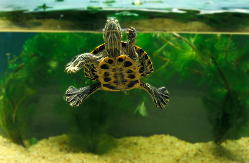 Turtle Tank Mates