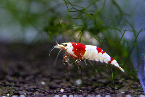 how-long-does-a-shrimp-live-lifespan-of-shrimp-species