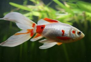 View of 15 Best Comet Goldfish Tank Mates - FishLab - FishLab