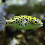 Green Spotted Puffer Tank Mates