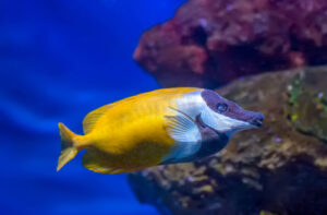 8 Best Dwarf Lionfish Tank Mates - FishLab - FishLab