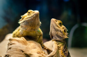 Picture of 13 Best Red Eared Slider Tank Mates - FishLab | FishLab