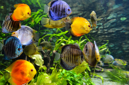 Tips To Keep Your Aquarium Fish Alive and Thriving
