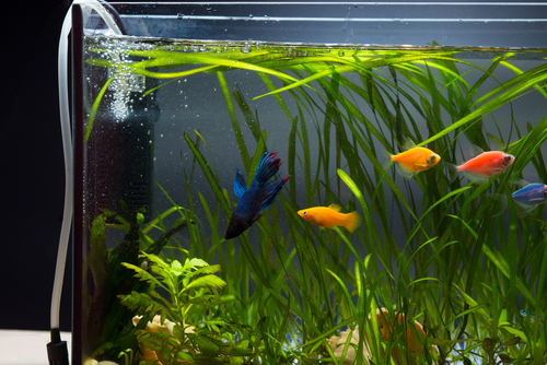 Setting Up Your First Fish Tank