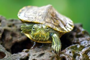 Perfect Guide for🌊🐢Red Eared Slider Tank Mates | Fish Lab