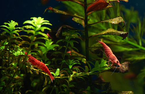 Freshwater Shrimp Tank Mates
