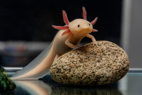 Baby Axolotl