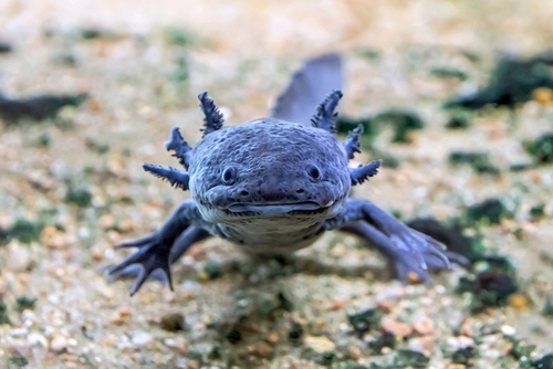 8 Fascinating Facts About the Axolotl