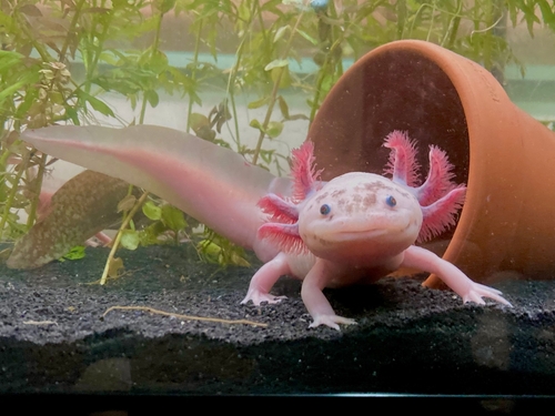 Axolotl Lifespan