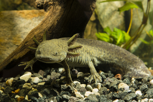 Axolotls continue to grow after sexual maturity. Live images of a