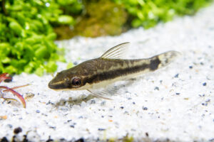 Otocinclus Catfish 101: Food, Size, Algae Eating & Best Care Guide