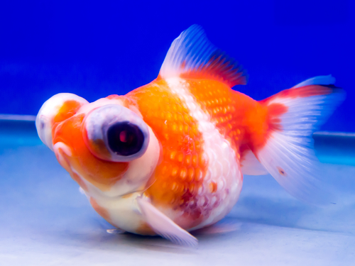 🌟 Mastering Ranchu Goldfish Care: 10+ Essential Tips