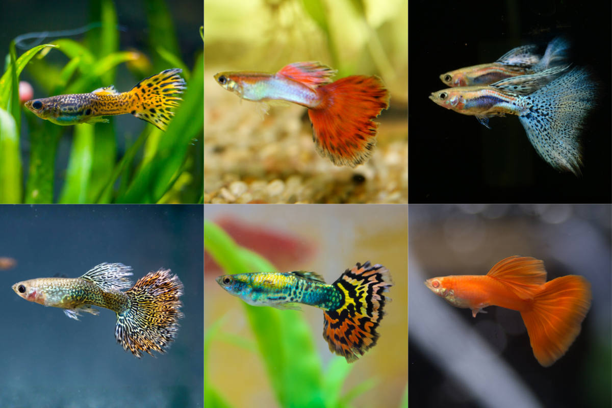 Various guppy fish