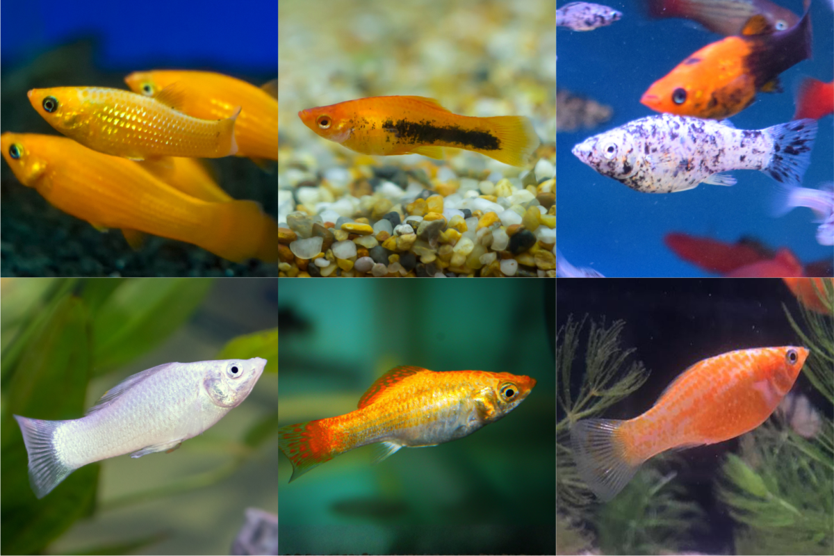Various molly fish.