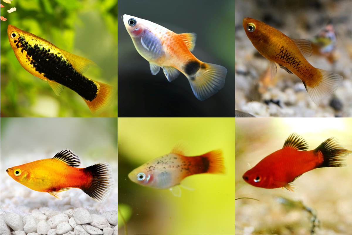 Various platy fish.