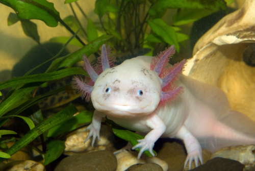 What Do Axolotls Eat? (Top 8 Nutritious Food) - The Aquarium Life