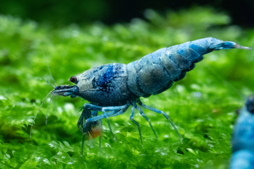 What Do Shrimp Eat in an Aquarium? 10 Best Feeding Tips - FishLab