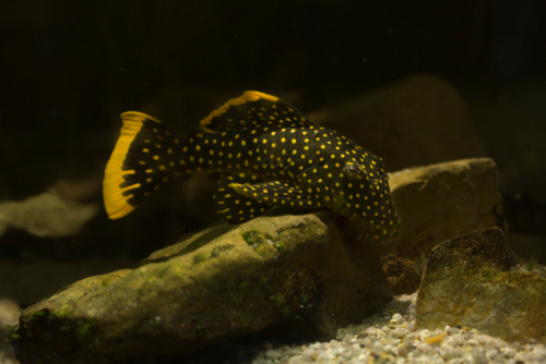 What to Feed Pleco