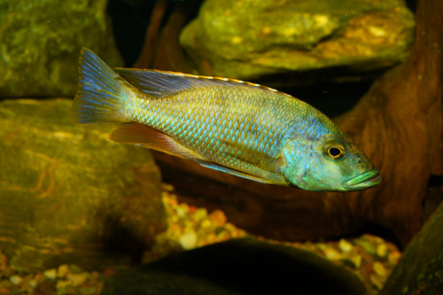 What Do African Cichlids Eat