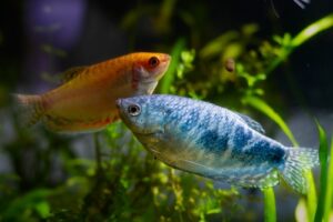 Honey Gourami: 15+ Essential Care Tips for a Healthy Aquarium | FishLab