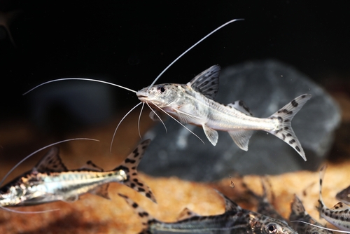 🐟 Learn What Do Pictus Catfish Eat in Africa