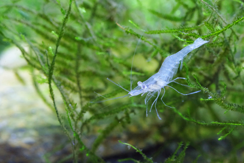 What to Feed Ghost Shrimp: 10 Best Foods & Care Tips - FishLab