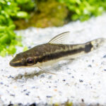 What to Feed Otocinclus