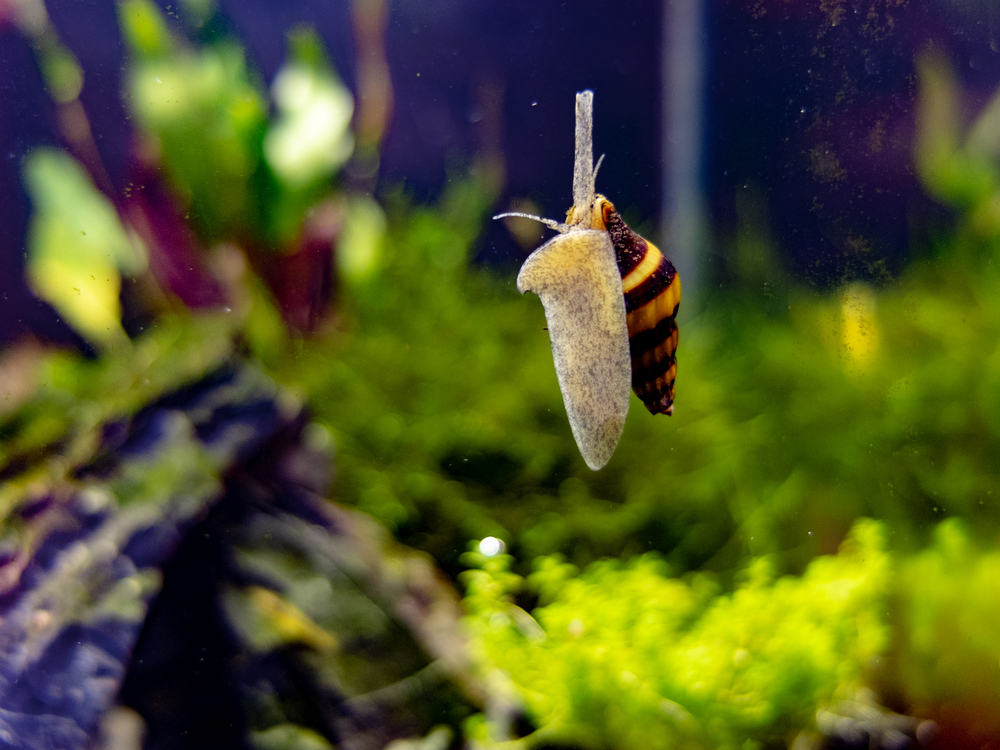 How Long Do Snails Live?