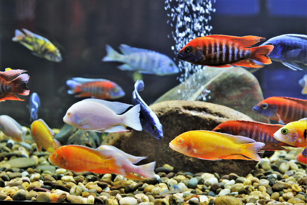 colorful-fish-from-the-spieces-symphysodon-discus-2023-11-27-04-55-19-utc-1 Colorful fish