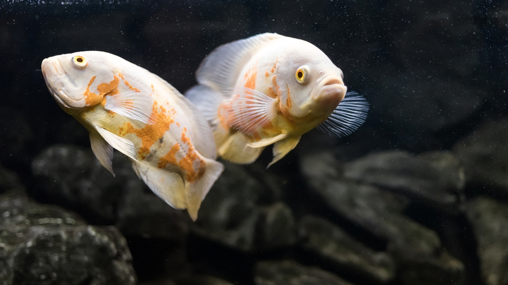How Long Do Oscar Fish Live