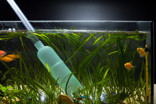 Tips to Keep Your Aquarium Clean